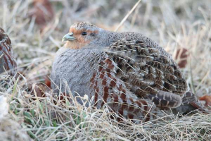 Partridge
