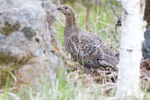 Black grouse