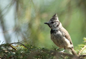Crested tit