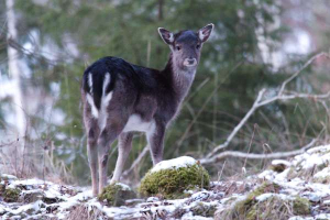 Fallow deer