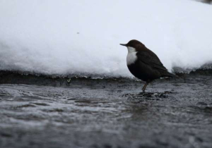 White-throated dipper