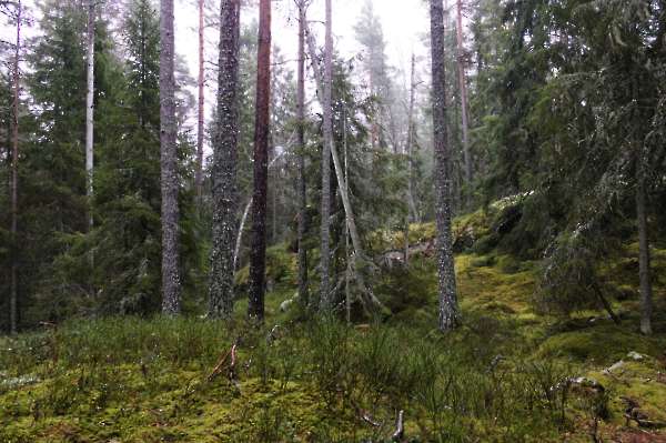 Fjällmossen Gammeltallstigen