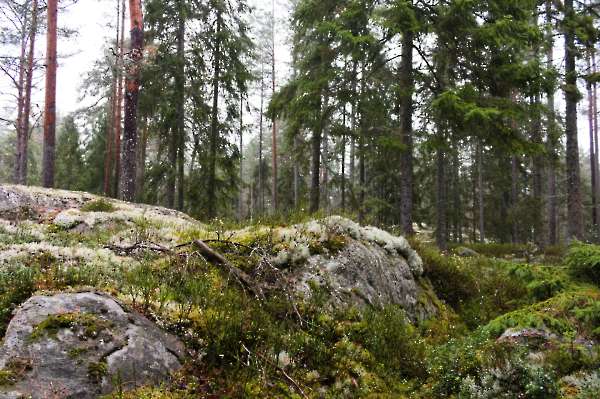 Fjällmossen Gammeltallstigen