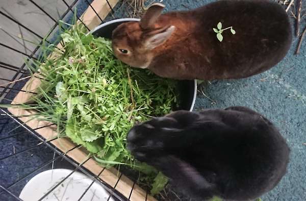 Smullen van groen