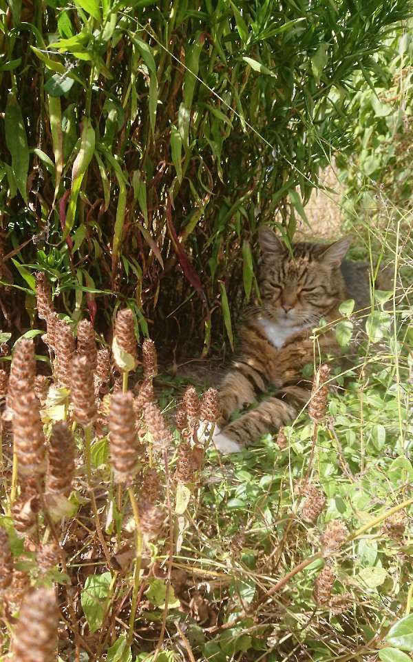 Relaxen in de tuin
