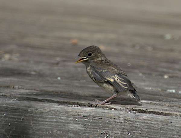 Young flycatcher