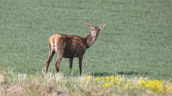 Female red deer
