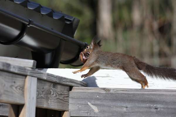 Kittens: young squirrels