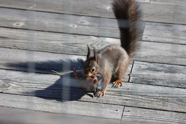 Kittens: young squirrels