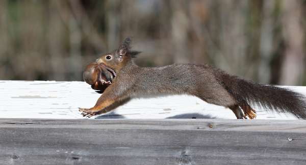 Kittens: young squirrels