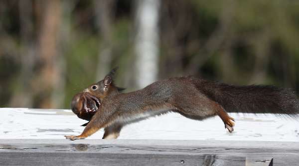 Kittens: young squirrels