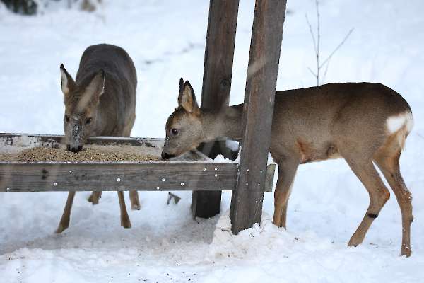 Roe deer in the snow