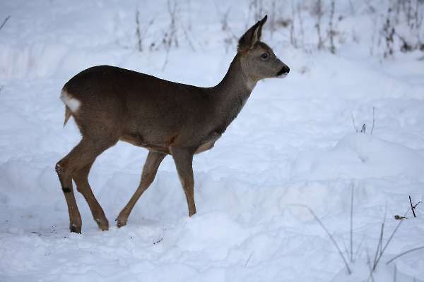 Roe deer in the snow