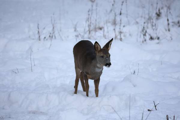 Roe deer in the snow