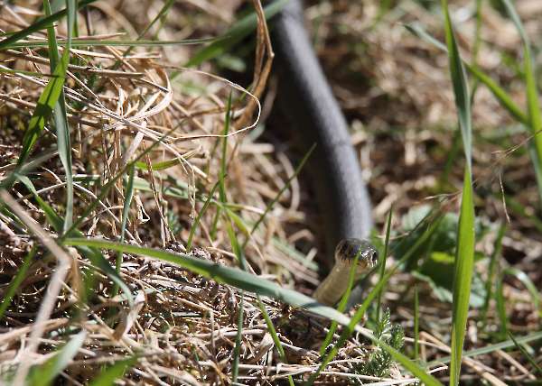 Grass snake